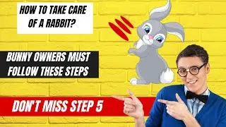 How to Take Care of a Rabbit - A Comprehensive Guide || veterinary channel