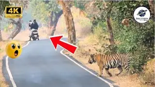 60 Craziest Animal Encounters of All Time &ndash; Wild Creatures Invading Cities Caught on Camera!