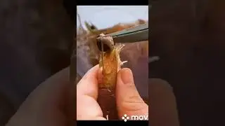 TIP : Easy way to clean shrimp poop..
