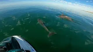 Rocky Point Dolphins on the Cholla Bay Sleigh Ride.