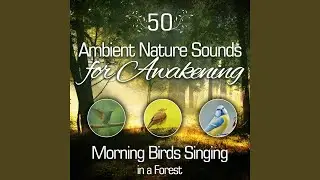Ambient Nature Sounds for Awakening