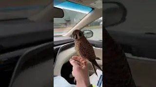 Car hawking invasive European Starlings with Churro, the American Kestrel! The original viral video!