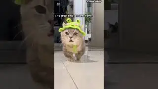 Most Beautiful Cat😍. #Cats #CatShorts #CatsCompilation #CuteCats #AnimalShorts