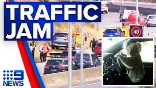 Koala dashes across South Eastern Freeway | 9 News Australia