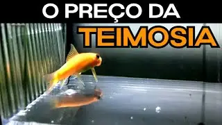 Comedor de alga chinês atacou as corydoras #algaeeater #peixes  #aquarismo