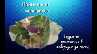 Применение мелафикса в аквариуме.