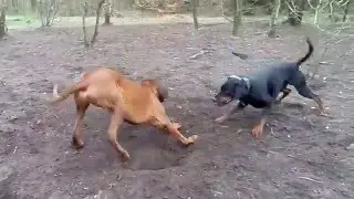Doberman vs Rhodesian Ridgeback Fight Catching
