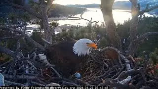 FOBBV Cam  💕💕  SHADOW INCUBATES HIS EGG FOR THE FIRST TIME! 💕💕 PROUD PAPA! 1.26.24