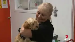 Surge in unwanted puppies | 7 News Australia | Second Chance Animal Rescue