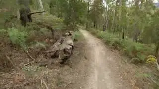Laughing Gear - Wild Mersey Latrobe
