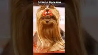 Yorkshire Terrier ROSE - champion of russia \ Красивы йоркширский терьер для выставок