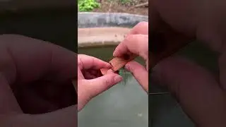 Tiny fishing in an abandoned pool.As it says, there is water,there is fish#microfishing #outdoors