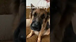 German Shepherd's Relaxing Head Massage Reaction #germanshepherd