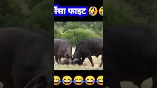 भैसा की लड़ाई 😂🤣😂🤣😂 ll #viral 2 Buffalo bulls sizing each other up in Kruger National Park #nature