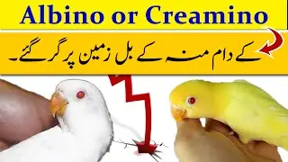 Albino or Creamino ke Rate Zameen par | creamino lovebird price in pakistan | albino lovebird price