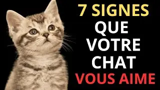 7 signes que votre chat vous aime (m&ecirc;me s&rsquo;il semble distant)