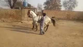Ghora dance in jhang sadar Punjab by Ustad Mazhar shah