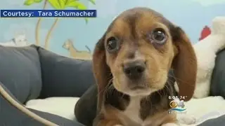 Couple Scams Parkland Pet Store With Phony Credit Card