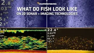 What do fish look like on different sonar technologies | Humminbird