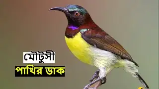 মৌটুসী পাখির ডাক | Purple Rumped Sunbird Sound | Sunbird Call | Moutusi Pakhir Dak @wildindiamit​