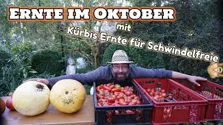 Ernte im Oktober beim Garten Gysi