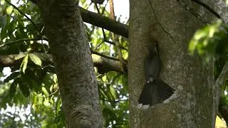 Wildlife Thailand - Tickell's Brown Hornbill (Anorrhinus tickelli)