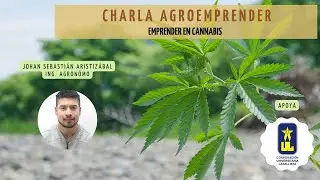 EMPRENDER EN EL MUNDO DEL CANNABIS - Alianza Universidad La Sallista