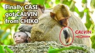 Finally Chiko has brought baby Calvin to mon Casi instead | Chiko is the monkey who like kidnap baby