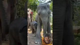 #elephant China song viral video