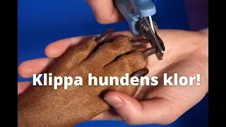 Klipp hundens klor - tänk på detta