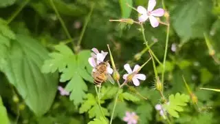 Ruprechtskraut (stinkender Storchschnabel)