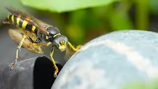 Working Wasps carrying leafhopper 🐝 - Sony 90mm - Macro Shots