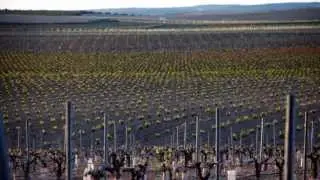 VENTA DE FINCA AGRÍCOLA - ALBACETE