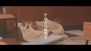 【Vlog】チロルくんの誕生日をお祝いした日♪【おめでとう】