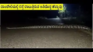 Wild Animals: ದಾಂಡೇಲಿಯಲ್ಲಿ ರಸ್ತೆ ದಾಟುತ್ತಿರುವ ಅತಿದೊಡ್ಡ ಹೆಬ್ಬಾವು #shorts 