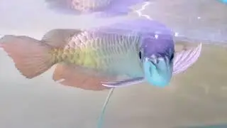Arov Vanna fish #ep 1060