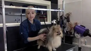 Pomeranian cute teddy bear face haircut full grooming session