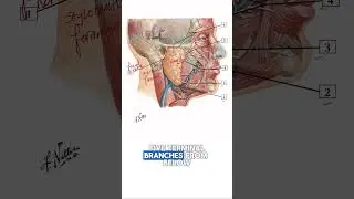 Facial nerve | MRCS part B