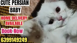 😍CUTE PERSIAN CAT BABY FOR SALE #cat #kitten #youtube #catlovers 