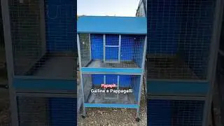 Affare! Gabbie usate per i pappagalli a prezzo basso #gabbia #pappagalli #papapit #birds #shorts