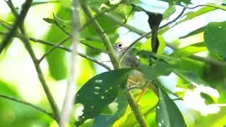 Morrison's Fulvetta (Alcippe morrisonia) --WFC