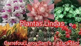 Lindas #plantas nos supermercados!#viralyoutubevideo #viral #viralvideo #flores #jardim #casa#amigos