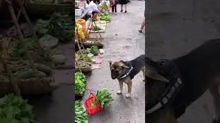 #lovableanimals #animals #pets #dogs #shorts