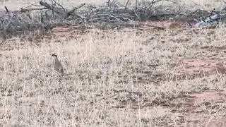 Crowned lapwing 🦜 with two children | Moditlo Game Reserve | Ranger Dumisani.