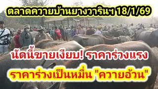ด่วน!!! ตลาดควายบ้านยางวารินฯ นัดนี้ ขายเงียบ ราคาร่วง เป็นหมื่น ตัวใหญ่ๆ 