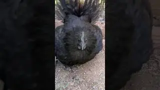 Sorpresa! 🐣