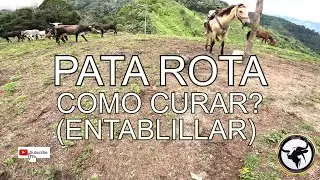 COMO CURAR 🐐 UNA PATA QUEBRADA? 🆘️ #ENTABLILLAR #farm #cow #veterinary 🦴