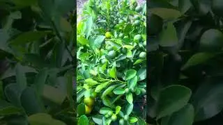 Lemon 🍋 for lemon tea 🫖 #nature #flowers #nature #lemonade #lemon #garden