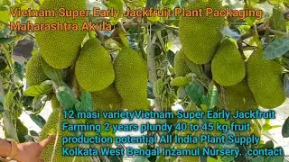 Vietnam Super Early Jackfruit Farming || All Time Jackfruit, All India Plant Supply Plant Packaging