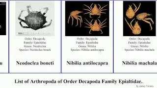 List of Arthropoda of Order Decapoda Family Epialtidae. oxypleurodon hyastenus pugettia rochinia